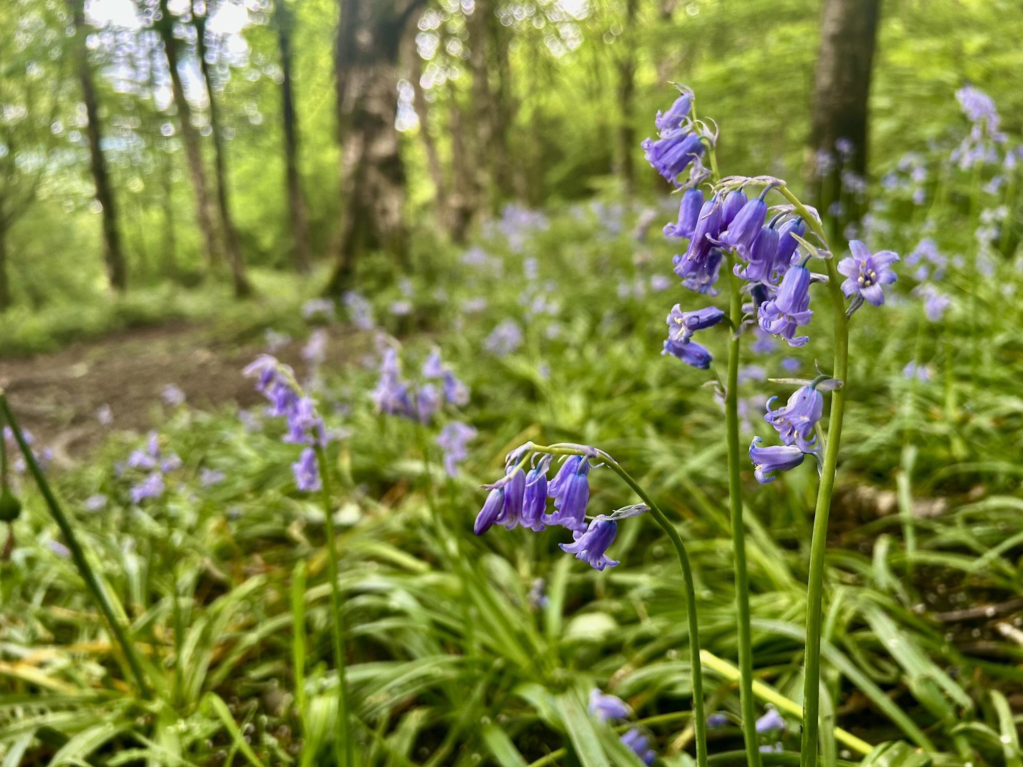 As I dance through bluebells.